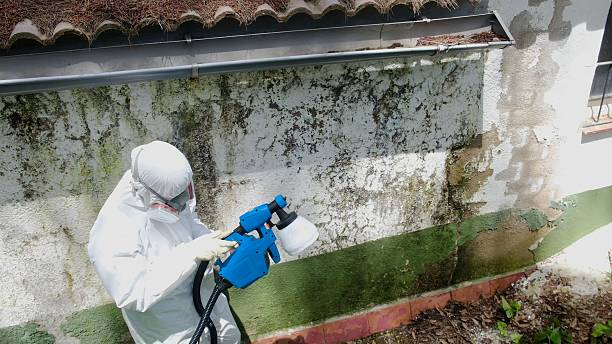 Top rated local Mold Remediation specialists in Ramsey, NJ